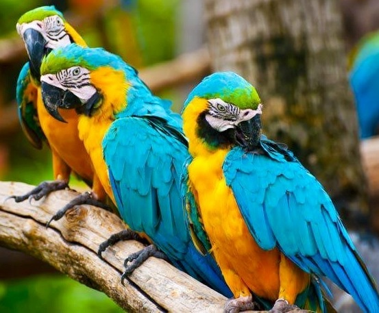 Vẹt Blue&Gold Macaw - PET SCHOOL SHOP