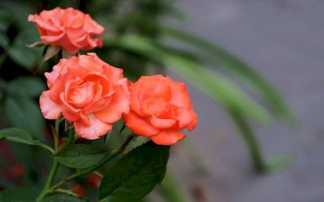 Hoa hồng tỉ muội cam