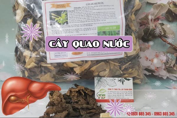 cây quao nước thảo dược thanh bình