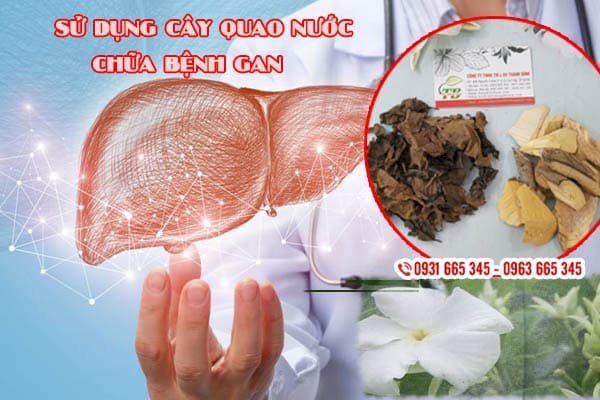 cây quao nước thảo dược thanh bình