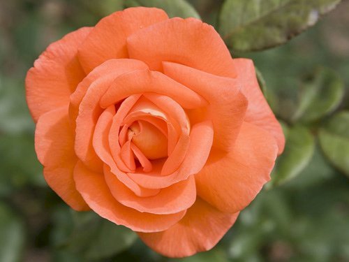 Hoa hồng màu cam được tạo ra thông qua quá trình lai tạo