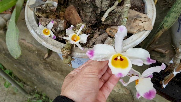 Hoa lan trúc Phật Bà là một loại cây trồng phổ biến trong các vườn lan