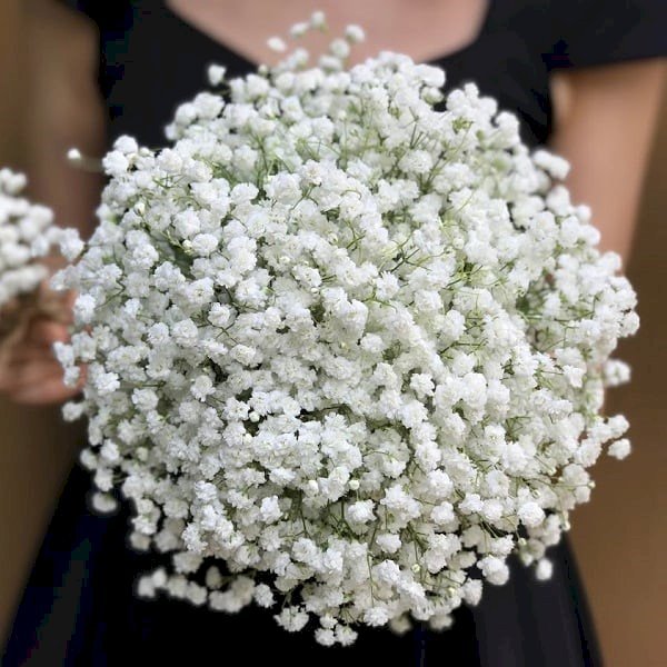 hoa baby khô được sử dụng trong trang trí tiệc cưới, hoặc làm quà lưu niệm