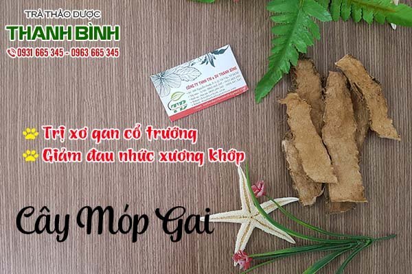 cay-mop-gai-thanh-binh