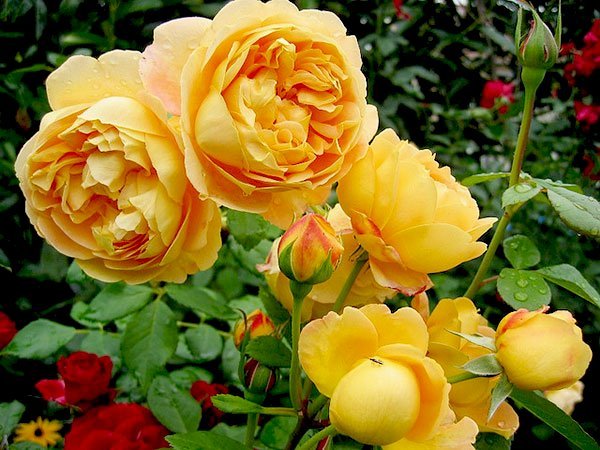 Hoa hồng ngoại màu vàng - Golden Celebration