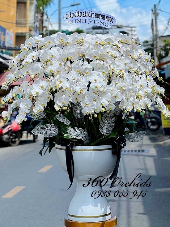 Shop bán hoa lan hồ điệp trắng