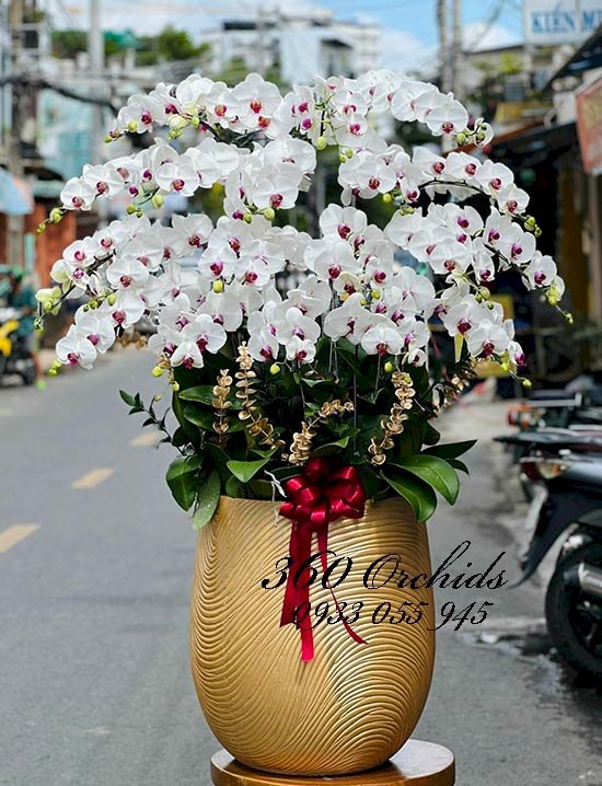 Lan hồ điệp màu trắng tặng ngày phụ nữ Việt Nam