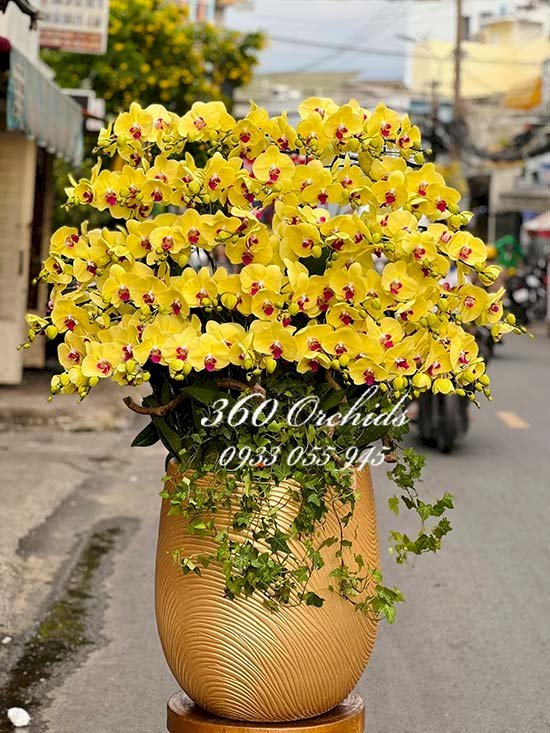 Lan hồ điệp màu vàng chúc mừng ngày phụ nữ Việt Nam