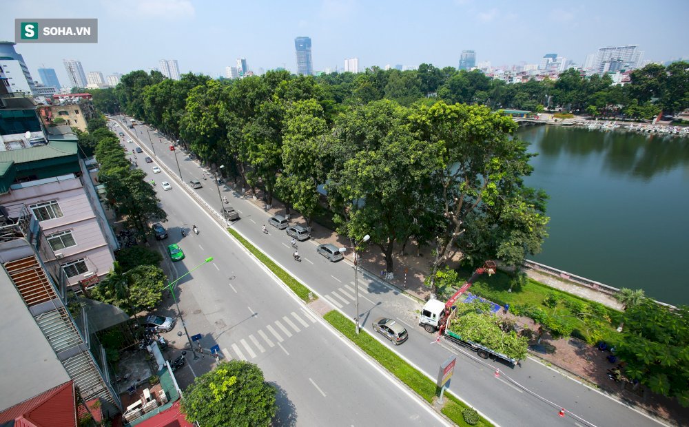 Hoài niệm về hàng cây cổ thụ 'một đi không trở lại', nhường tàu Metro ở Kim  Mã