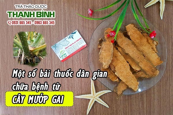 cây mướp gai