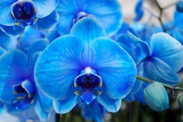 Hoa lan hồ điệp xanh dương là thành công của nhà nghiên cứu thực vật