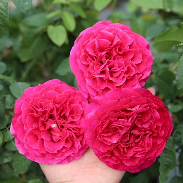 Hoa hồng Kate Rose hay còn được biết đến với tên gọi AUSchris rose