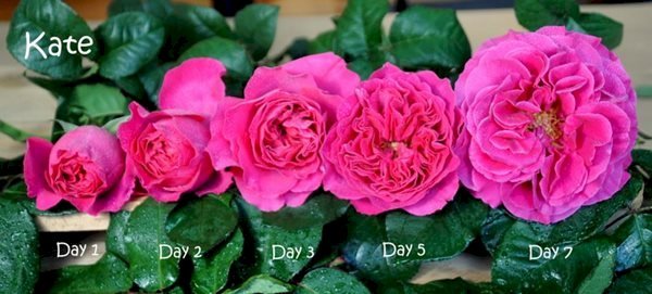 Hoa hồng Kate có bông to, đường kính từ 8-10 cm
