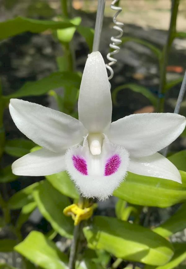 Mặt hoa của Bạch Tuyết 5ct đẹp mắt với mắt đậm và mũi hoa trắng