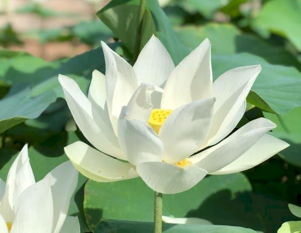 Hoa sen trắng, loài hoa thủy sinh thuộc họ Sen và có tên khoa học là Nelumbo lutea