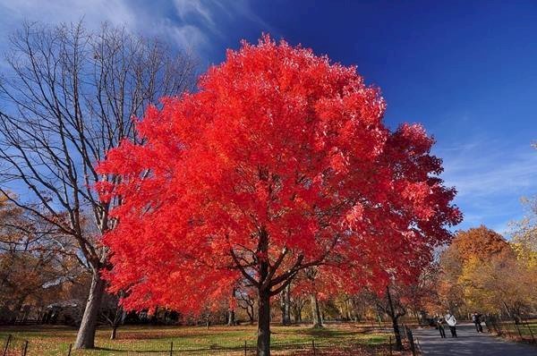 Cây lá phong đỏ là một loại cây thân gỗ nhiều cành