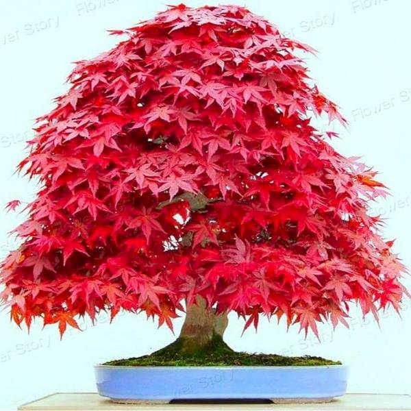 Giá cây lá phong đỏ mini thường dao động khoảng 150.000 đồng/cây
