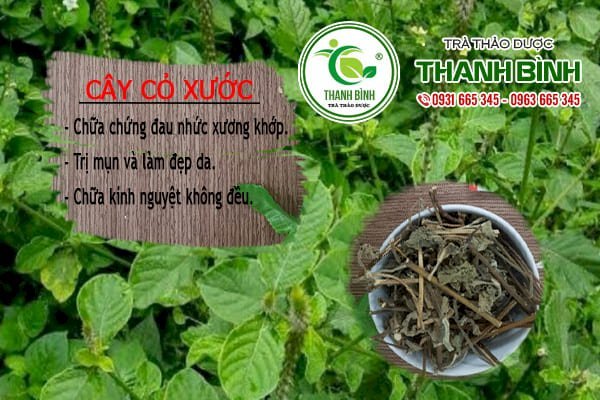 cây cỏ xước thảo dược thanh bình