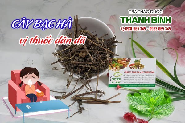 Cây bạc hà Thanh Bình