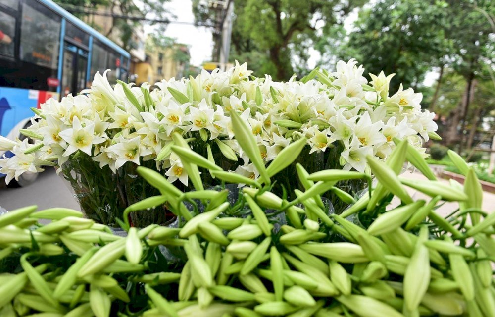 Khắp phố phường Hà Nội ngập tràn sắc hoa loa kèn