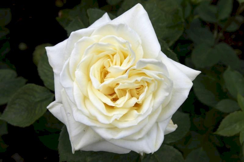 Hoa hồng Ecuador Polar star