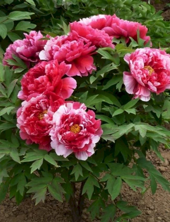 Cây hoa mẫu đơn hồng