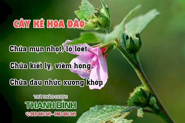 Cây ké hoa đào Thảo dược Thanh Bình
