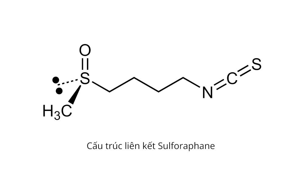 sulforaphane-la-gi