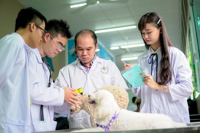 Bằng trung cấp thú y Cơ hội nghề nghiệp mới trong lĩnh vực y tế