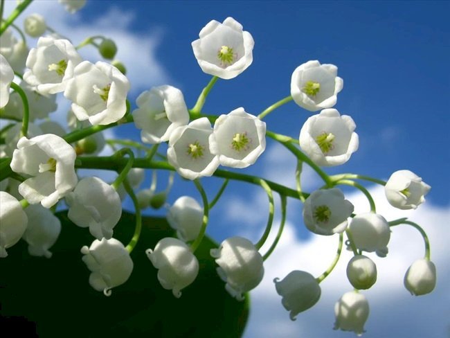 Hoa lan chuông trắng tuyệt đẹp trên bầu trời