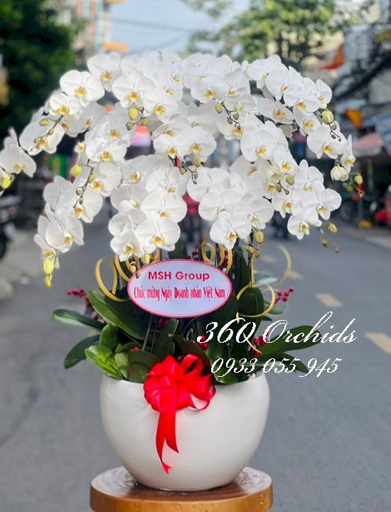 Hoa lan hồ điệp trắng quận Tân Bình