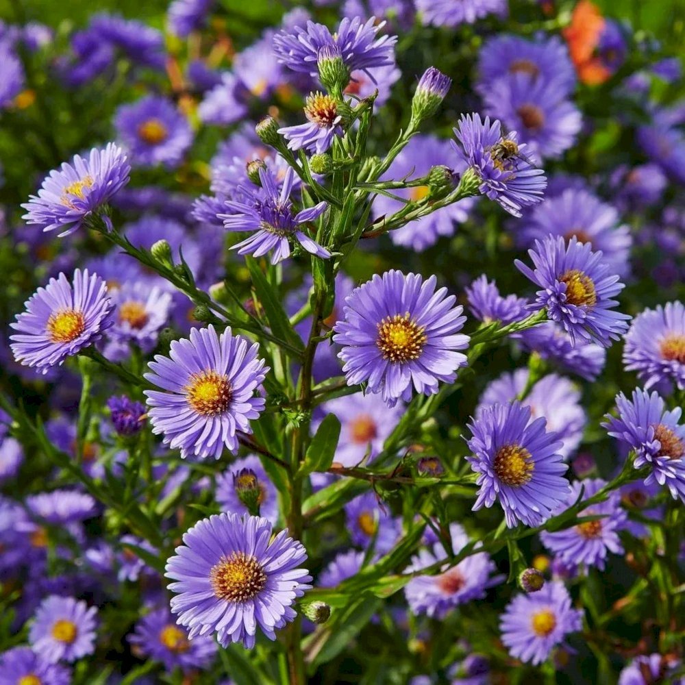 Hoa thạch thảo Aster novi-belgii 