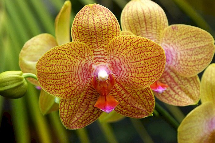 Hồ điệp vàng chủng loại Phal. Brother Golden Wish