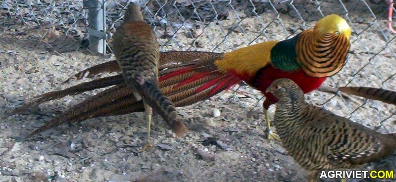 Chim trĩ đỏ 7 màu - Trang trại Phan Minh Hồng | Chim trĩ, Trang trại, Chim