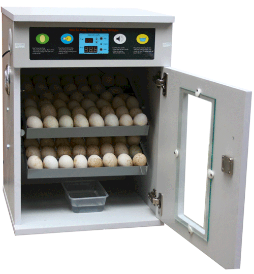 Một nông dân chế tạo thành công máy ấp trứng gà  Mô Hình KNKN  Trung Tâm  Khuyến Nông