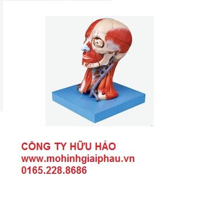 Mô hình giải phẫu hệ cơ xương đầu mặt cổ M-1000214 - huuhao.vn