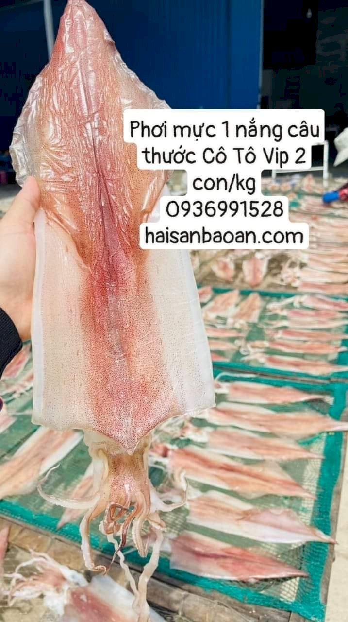 Địa chỉ bán mực 1 nắng tuyển chọn