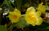Lan giống Hoàng Thảo rừng (Dendrobium) - Ảnh 5