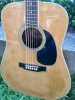 Guitar Acoustic Morris W-20