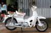 Little Cub 50cc Trắng