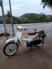 Little Cub 50cc Trắng