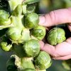 Hạt giống Bắp cải tí hon Rạng Đông Brussels Sprout 219 - Ảnh 4