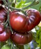 Hạt giống Cà chua đen khổng lồ nhập Nga - Ảnh 3