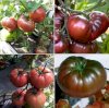 Hạt giống Cà chua đen khổng lồ nhập Nga - Ảnh 2