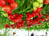 Hạt giống Cà chua bạch tuột chùm nhiều trái to lai F1 nhập Nga - Ảnh 3