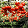 Hạt giống Cà chua bạch tuột chùm nhiều trái to lai F1 nhập Nga - Ảnh 2