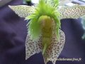 Catasetum Fimbriatum