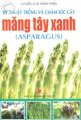 Kỹ thuật trồng và chăm sóc cây măng tây xanh (asparagus)
