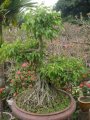 Cây bonsai - sanh 04