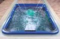 Bồn tắm (bể bơi) massage Mesda WS-S04